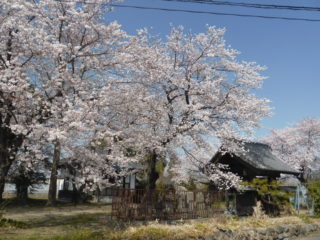 西方院の桜